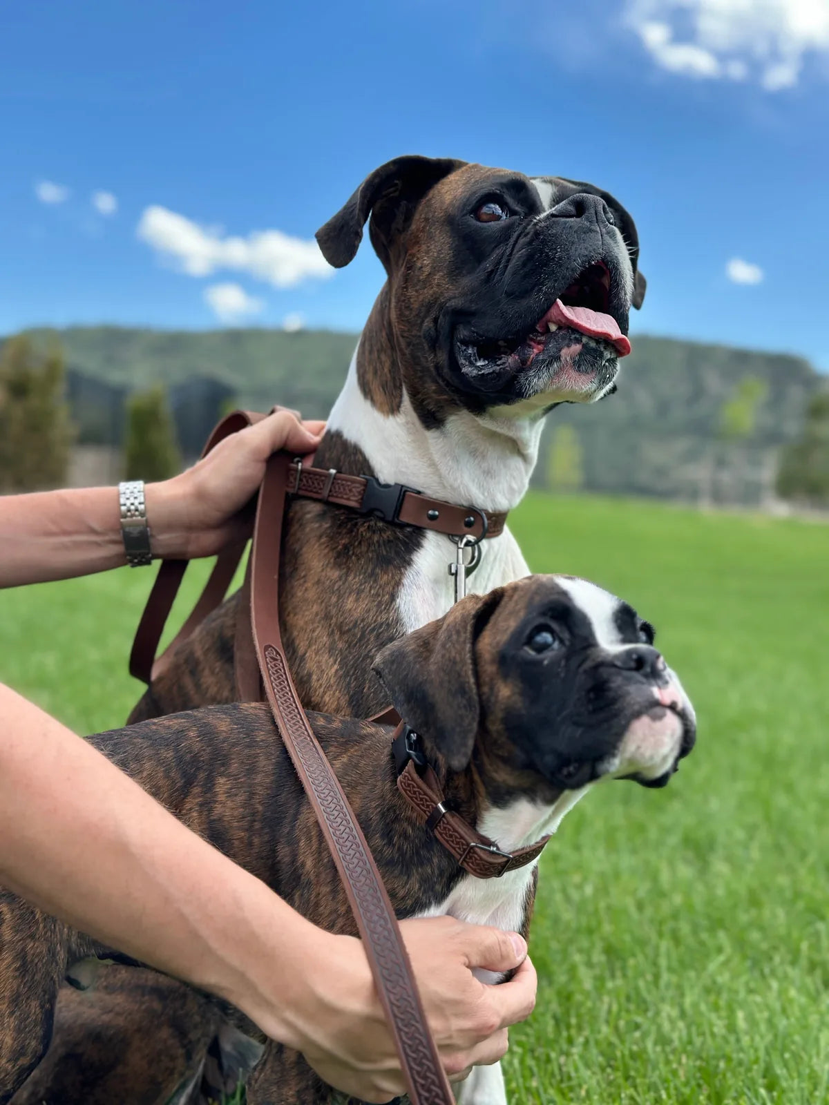 Chocolate leather dog leash with Celtic design, held by a person near two boxers in a grassy field.