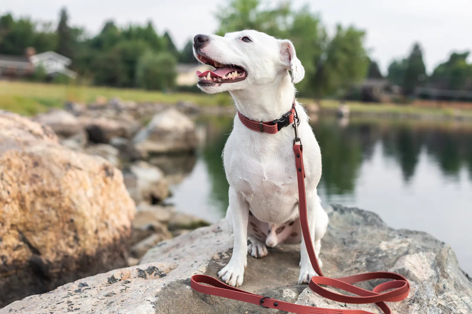 White dog wearing a Celtic Fire & Water Rune leather collar sits on a rock by a tranquil lake, with a matching leash.