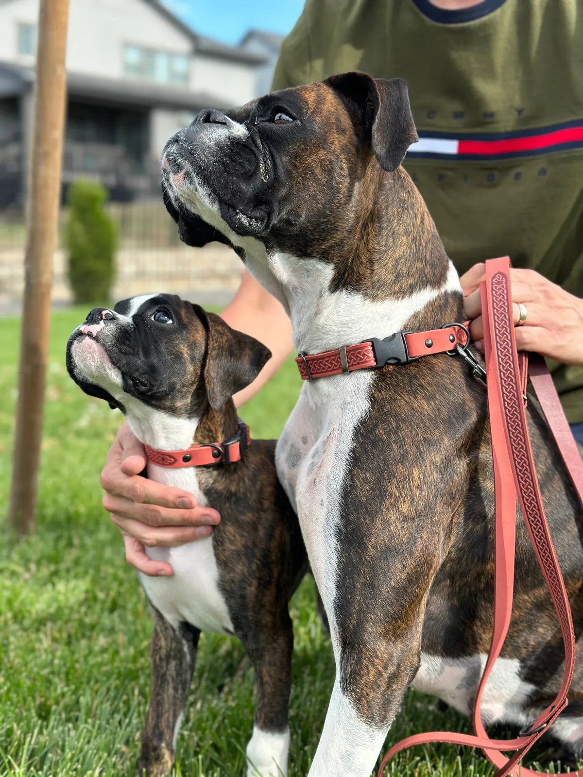 Leather dog leash in Coral Reef color, showcased with two Boxers in a green outdoor setting.