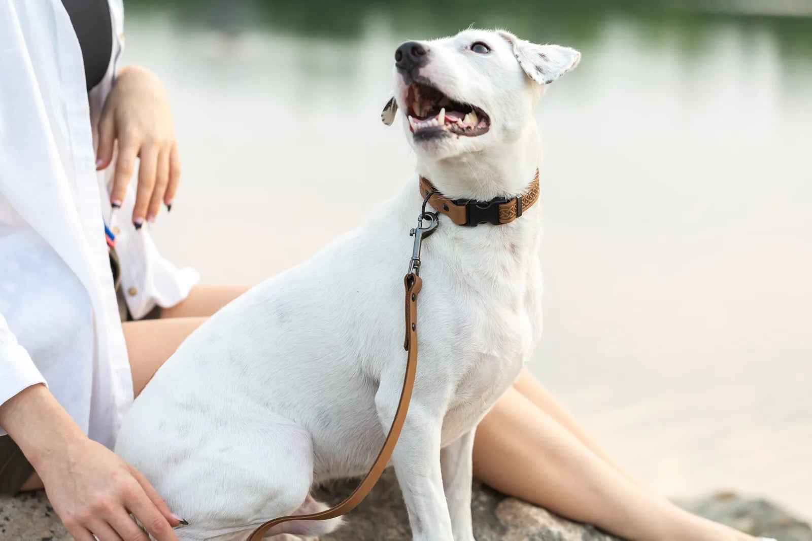 White dog wearing a Celtic Sport Earth Brown Leather Dog Collar with a sleek design and matching leash, sitting by a lake.