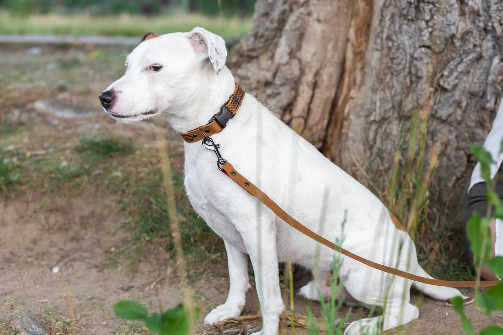 White dog wearing a khaki leather collar and leash set with a Celtic design, sitting by a tree in a grassy area.