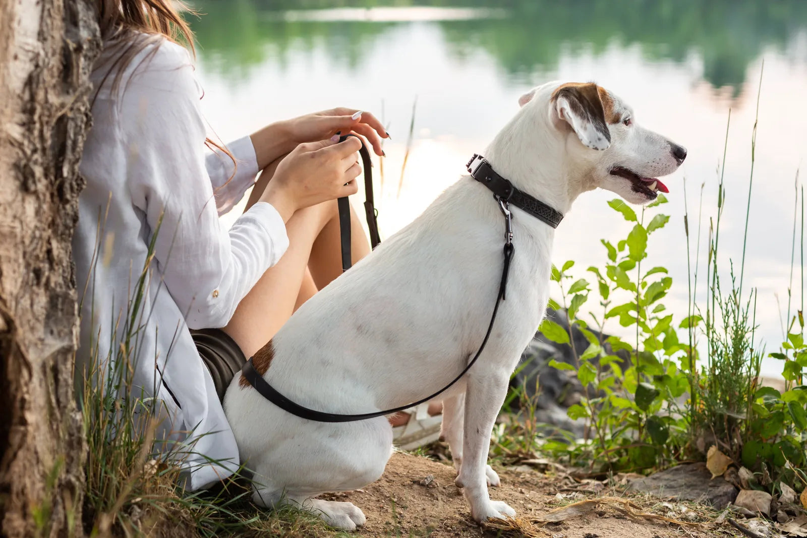 White dog sitting by a lake, wearing a midnight black leather collar with Celtic design, while a person holds a leash.