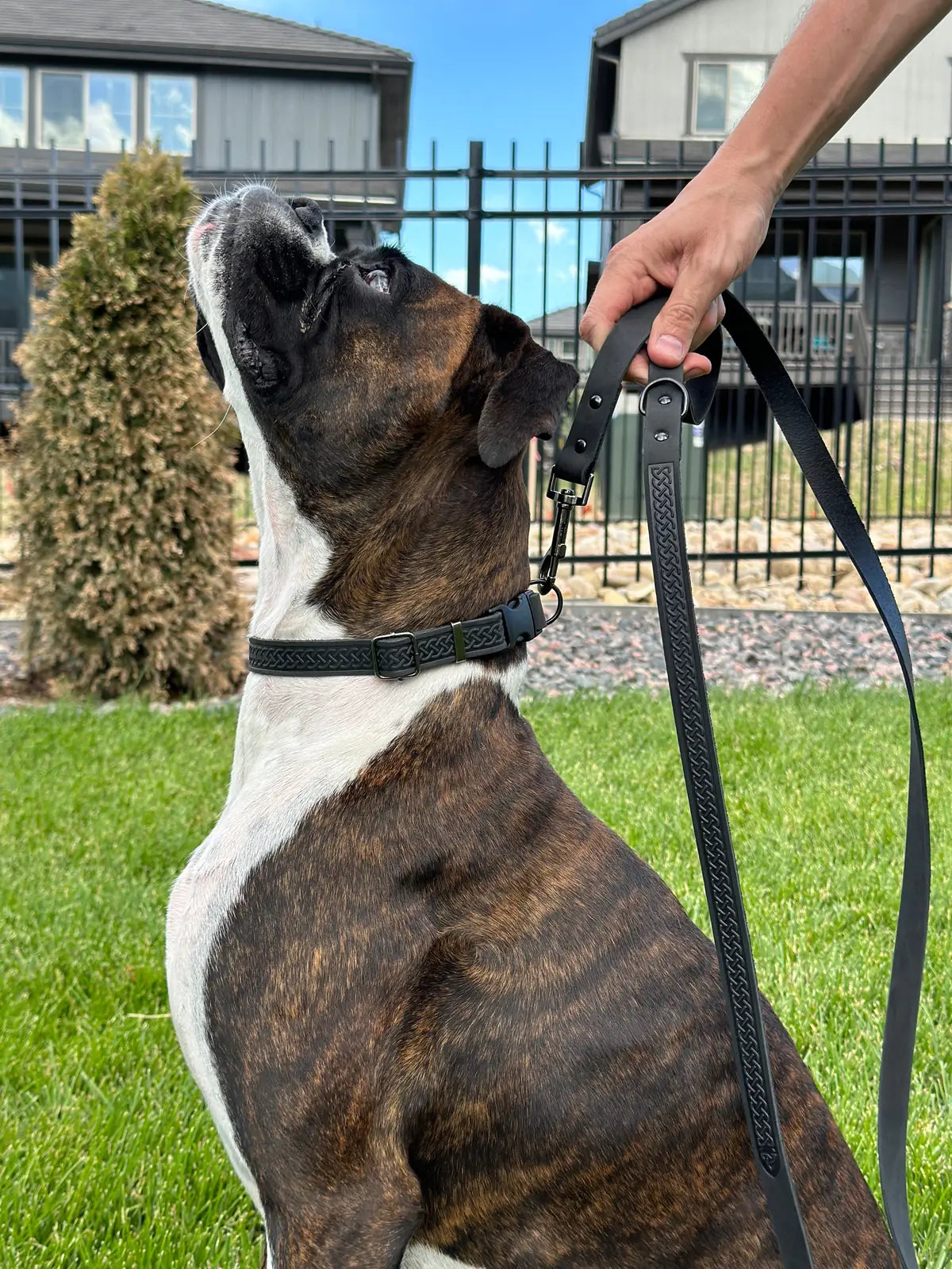 Quality leather dog leash in hand, guiding a brindle dog standing on green grass with a fence and house in the background.