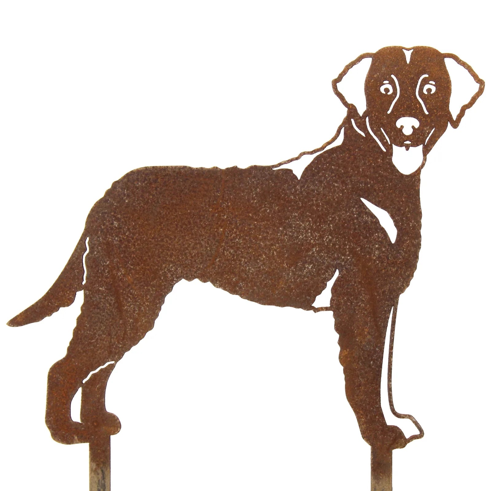 Handcrafted rusty steel silhouette of a Chesapeake Bay Retriever, perfect for garden or home decor.