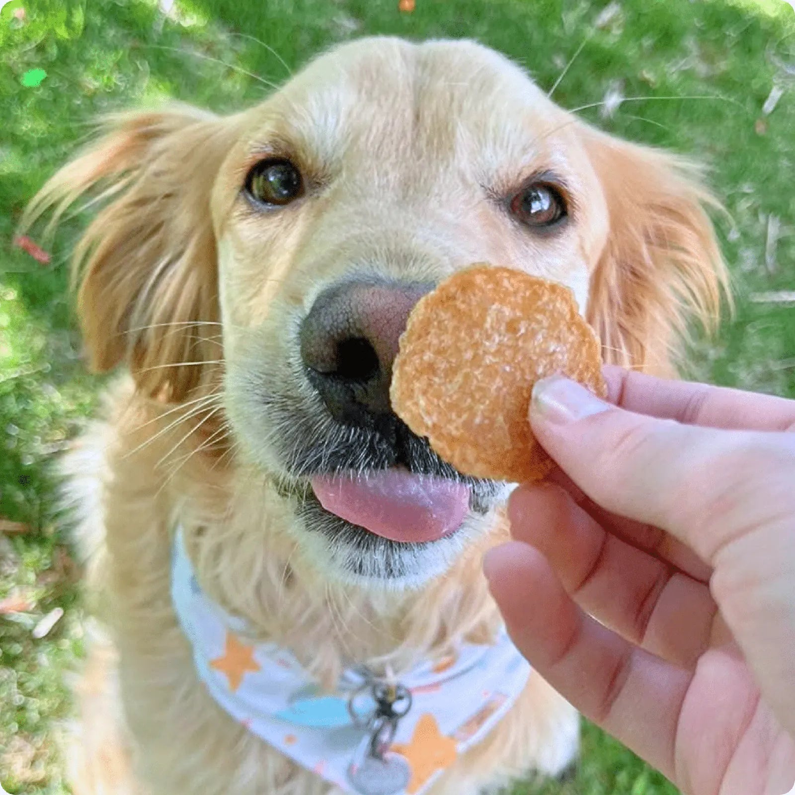 Golden retriever eagerly sniffing a Farm To Pet Chicken Chip treat, held by a hand against a green grass background.