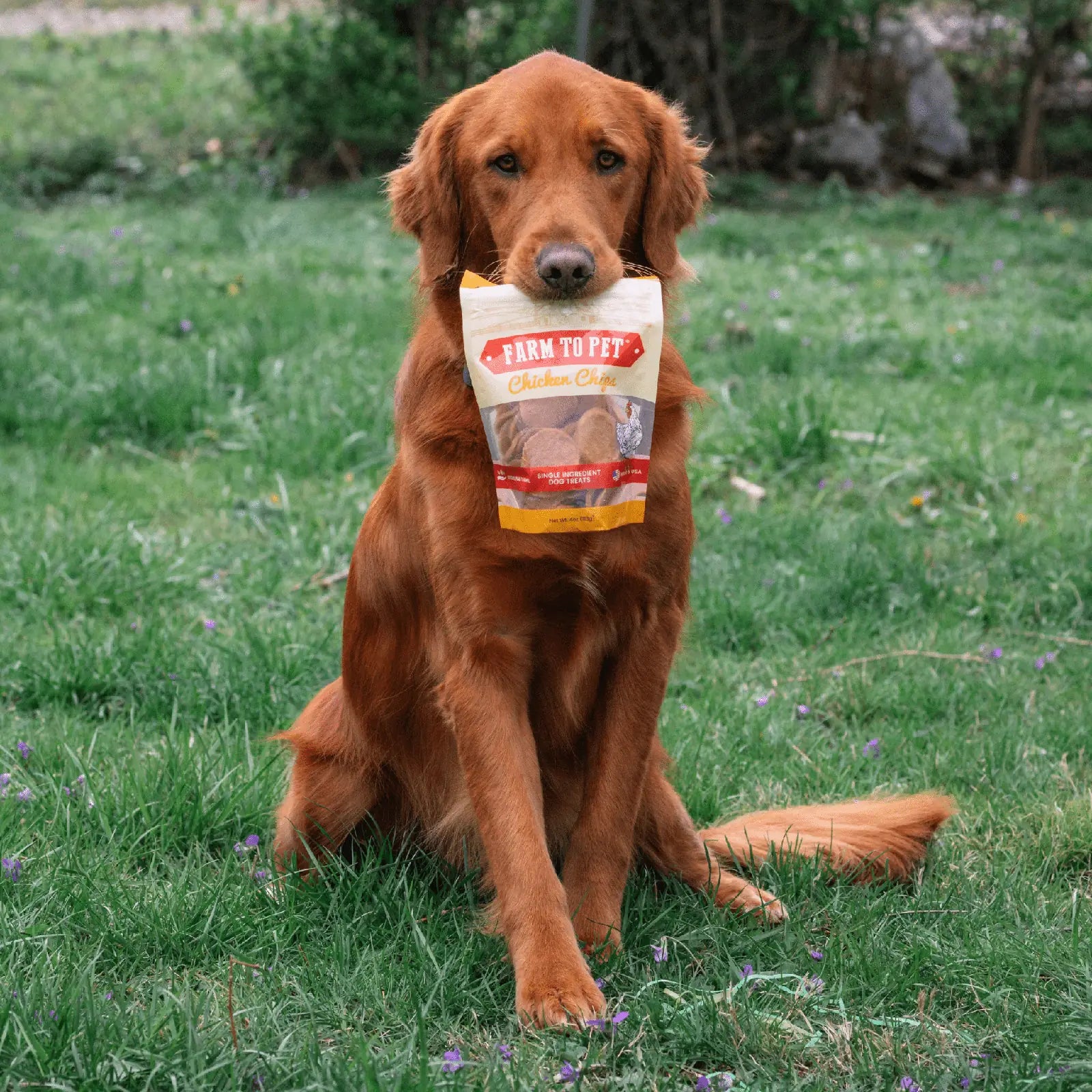 Golden retriever sitting on green grass, proudly holding a package of Farm To Pet Chicken Chips in its mouth.