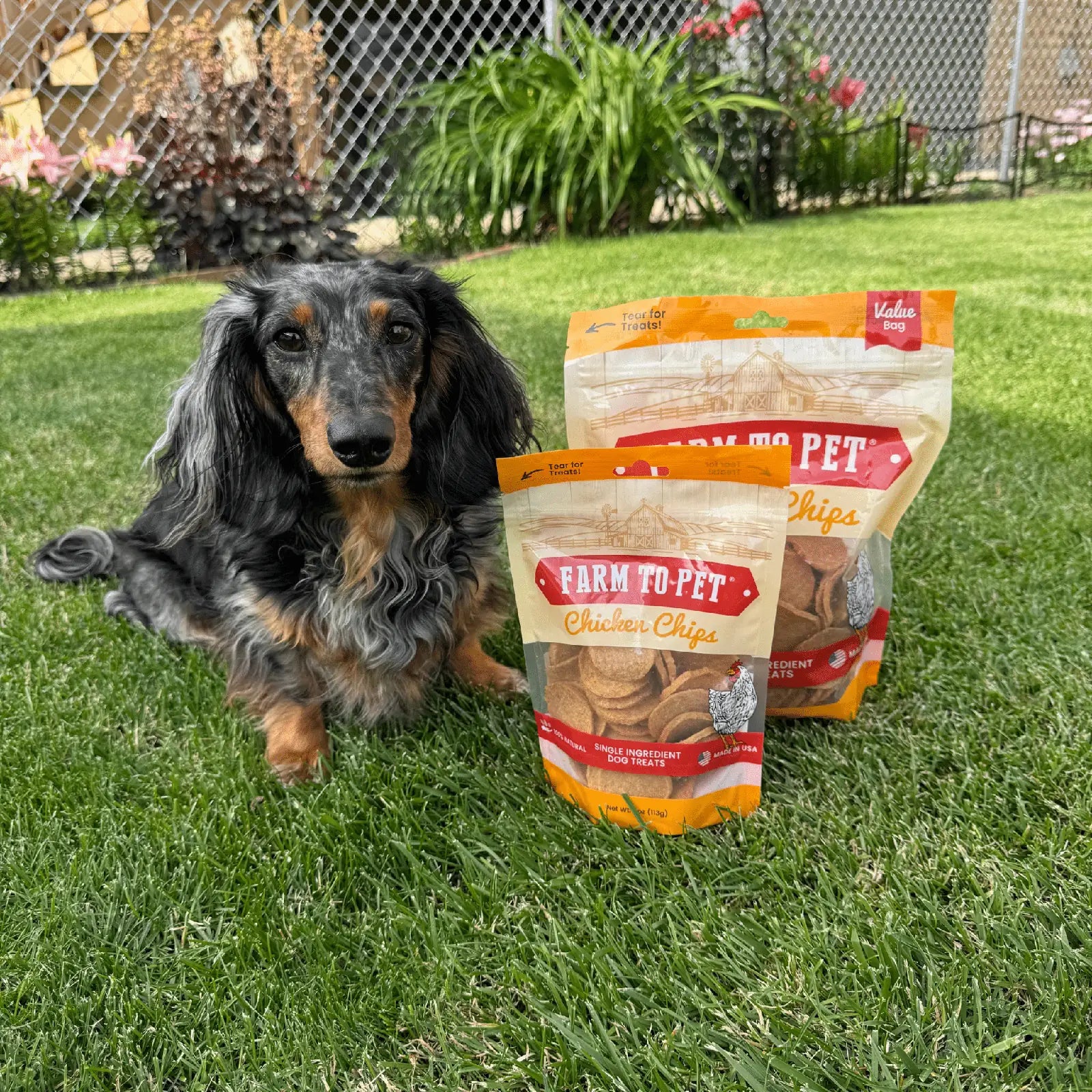 Dachshund beside two bags of Farm To Pet Chicken Chips on green grass, highlighting the natural dog treats.