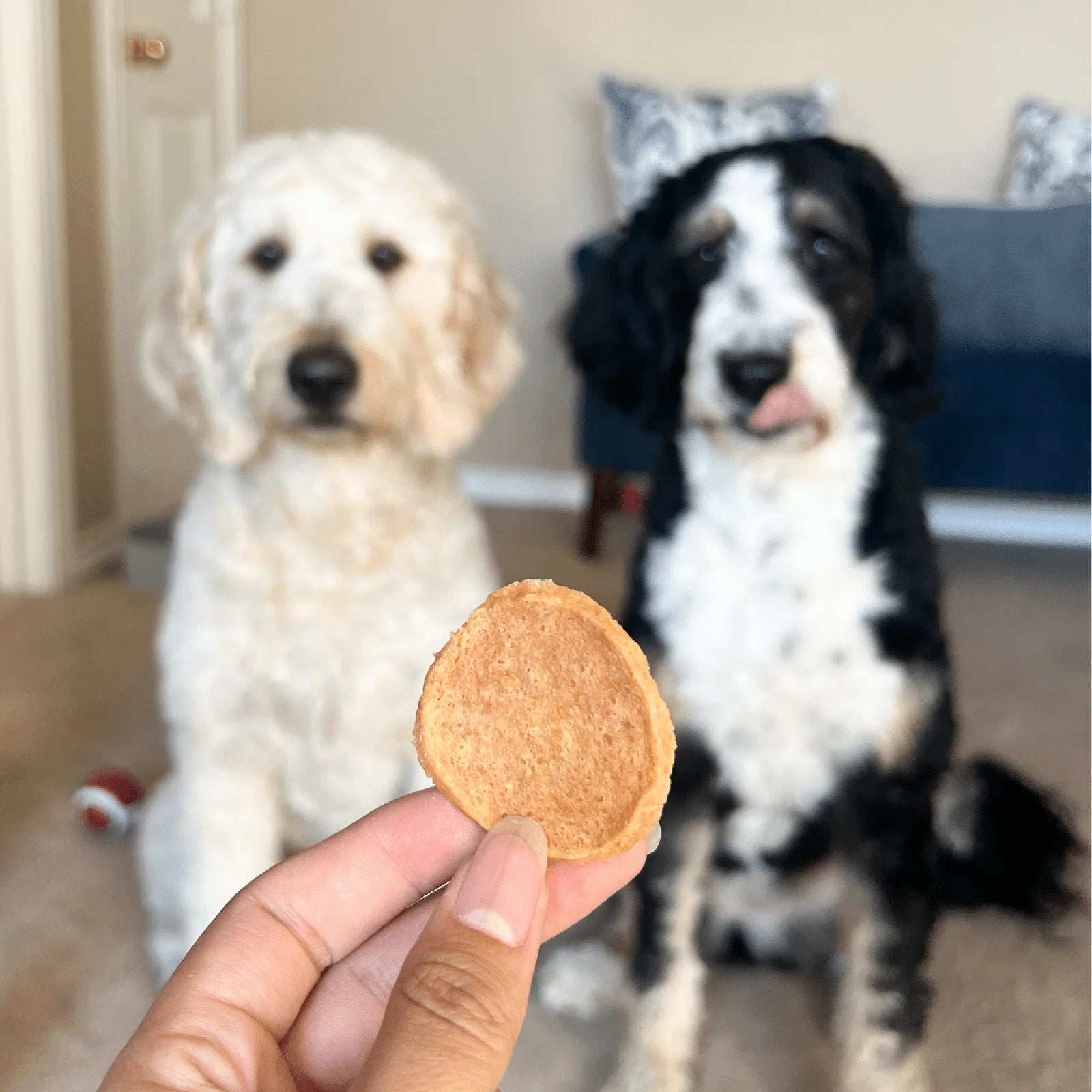 Hand holding a crunchy Farm To Pet chicken chip with two dogs, one white and one black and white, attentively in the backg...