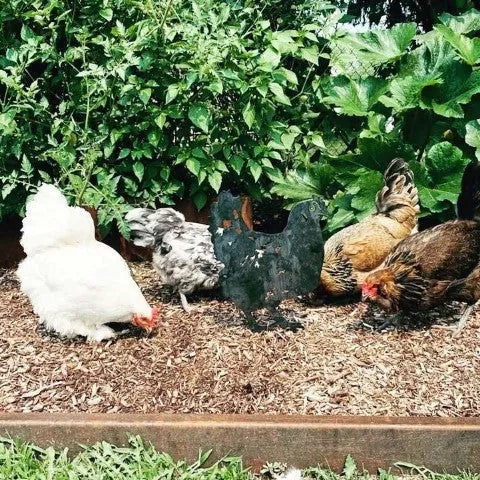 Rustic black Corten steel chicken silhouette surrounded by real chickens in a vibrant garden setting.