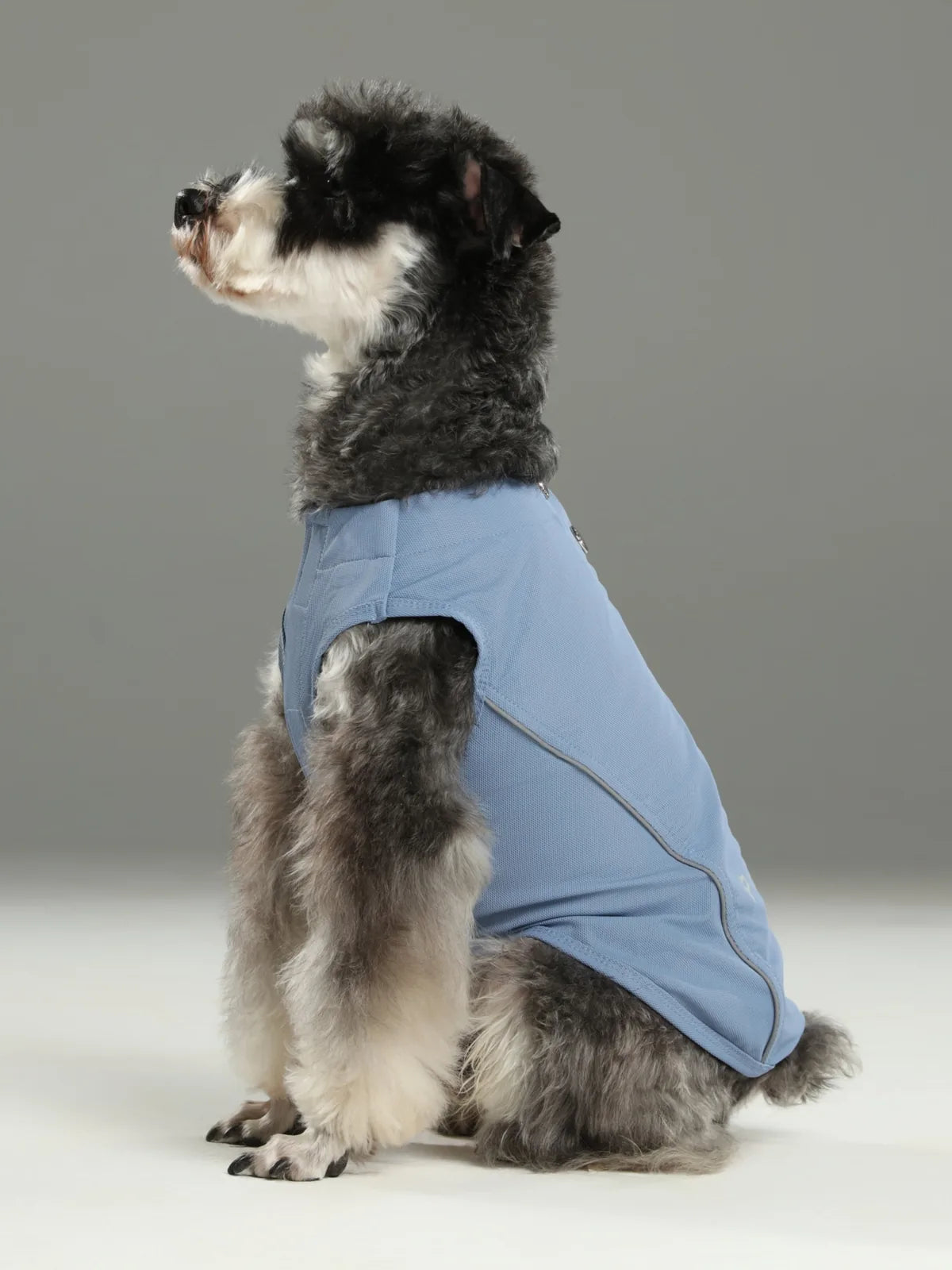 Dog wearing a lightweight blue vest shirt, designed for comfort and free movement, sitting with a neutral background.