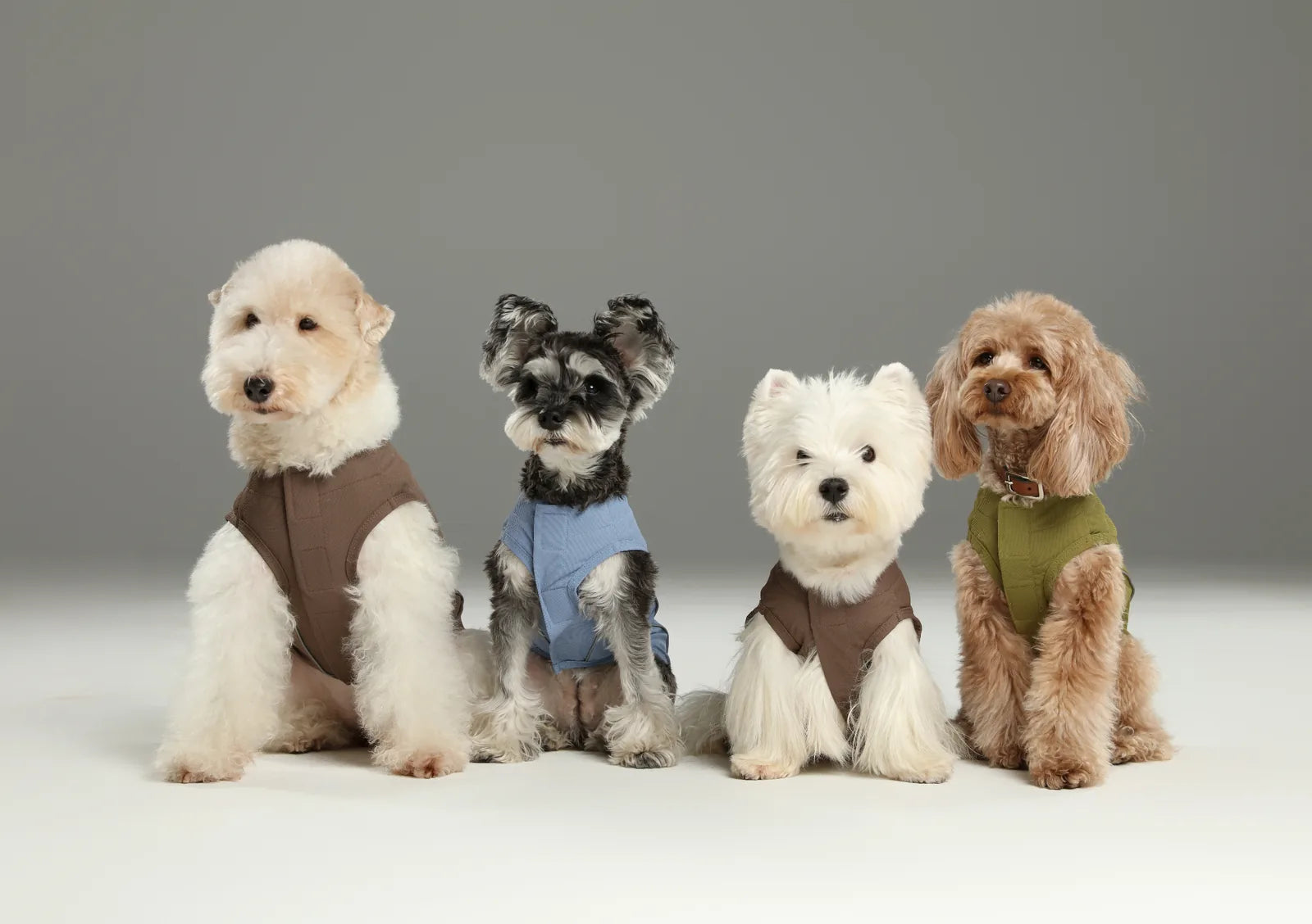Four dogs sit side by side, wearing the CHILL VEST SHIRT in blue, brown, and green, showcasing comfortable dog apparel.
