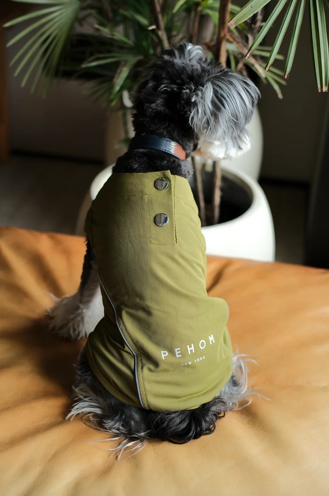 Dog wearing a green lightweight vest shirt with reflective strips, featuring stylish buttons and a comfortable fit.