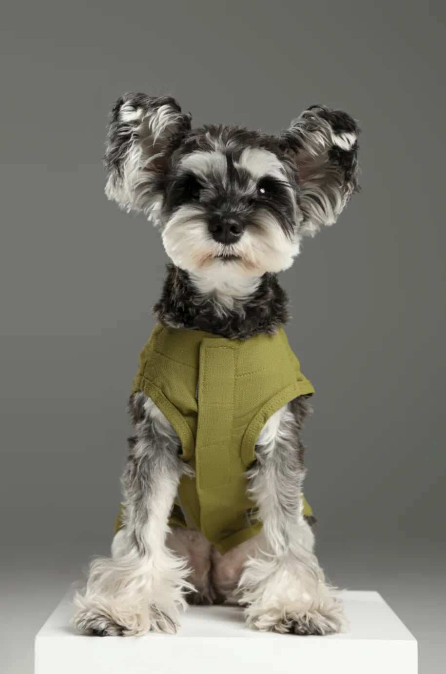 Stylish green dog vest shirt on a small pup, designed for free movement and comfort.