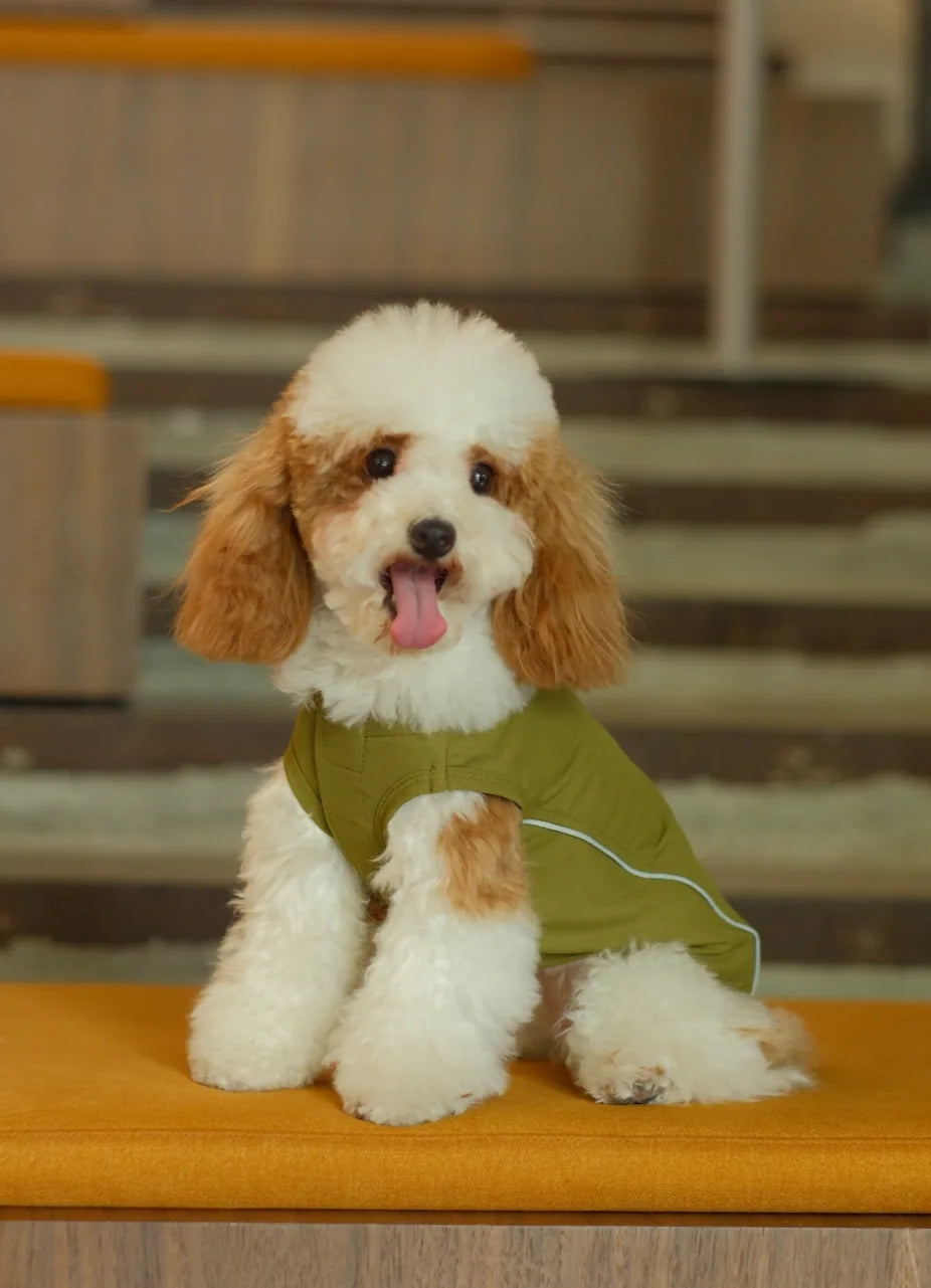 Dog wearing a lightweight green vest shirt, showcasing a stylish design and comfortable fit, sitting on an orange surface.