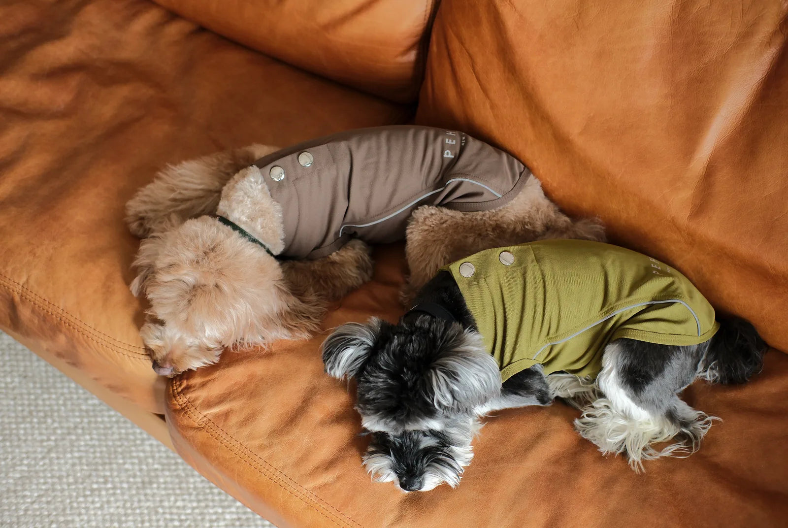 Two dogs sleep on a leather couch, one in a brown vest and the other in a green vest, both featuring reflective details.