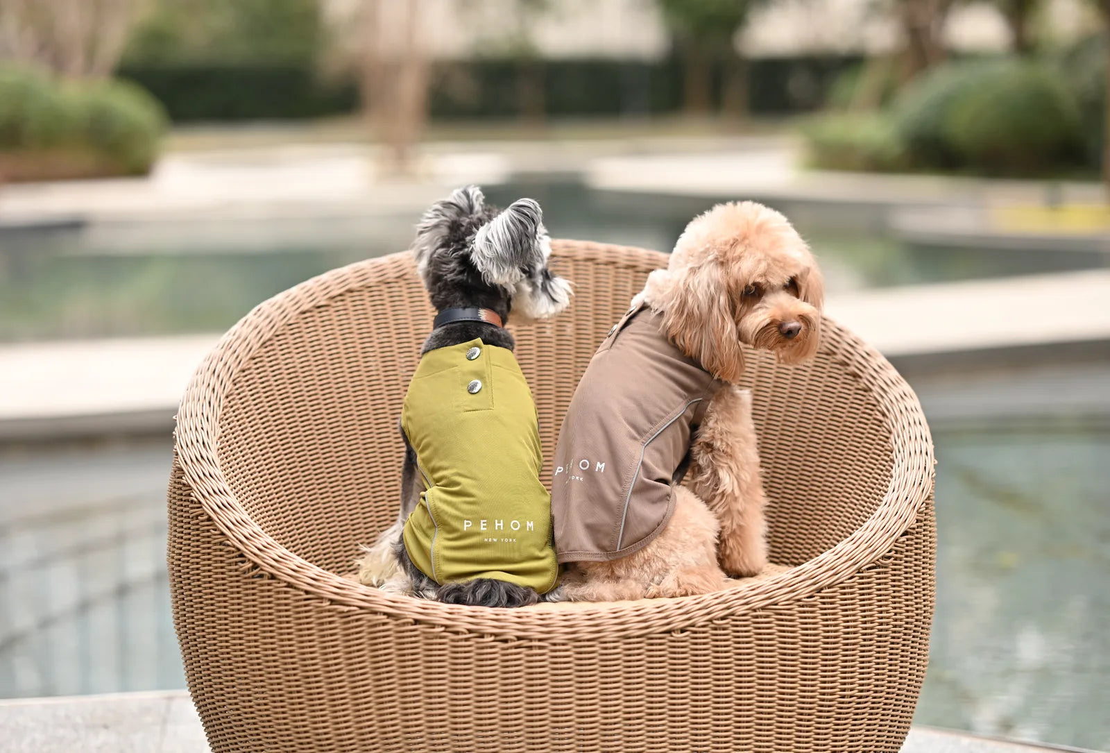 Mocha dog vest shirt on a poodle, paired with an olive green vest on a schnauzer, both seated in a stylish wicker chair.