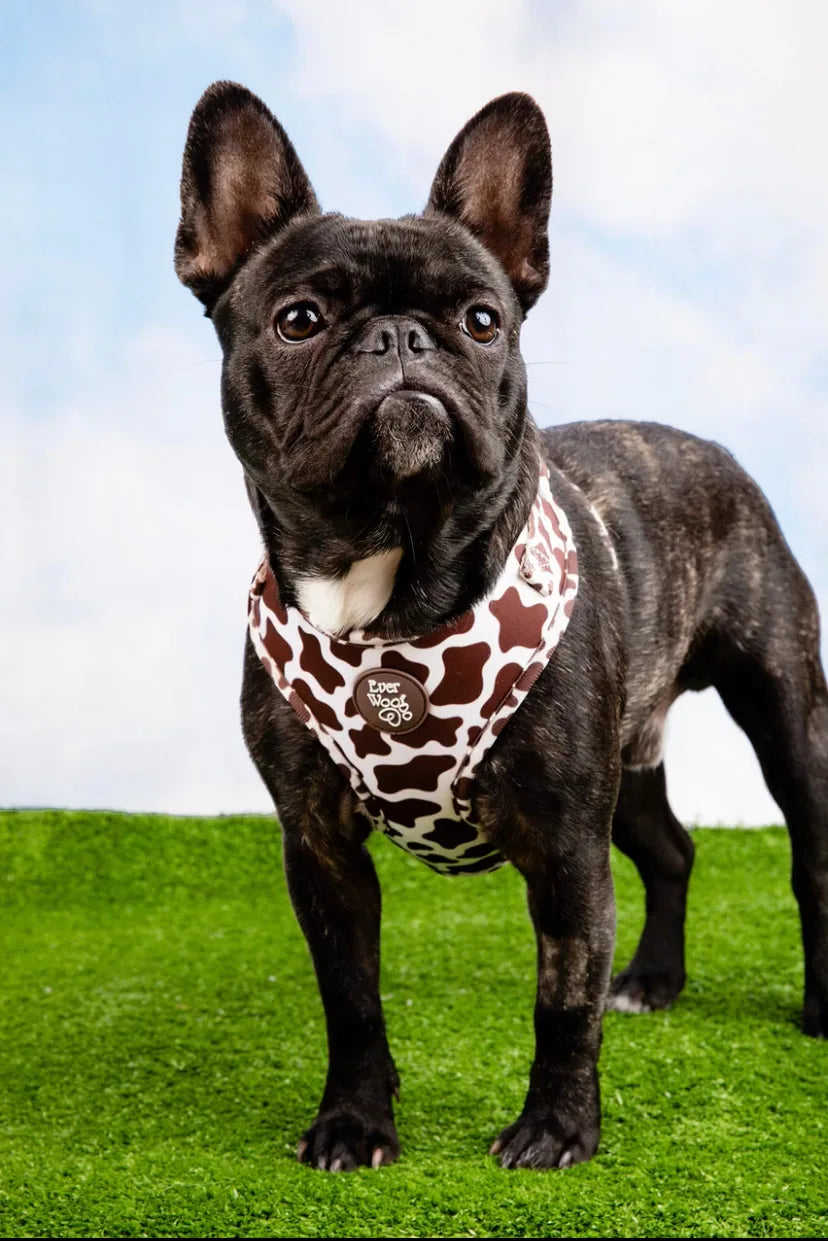 Black dog wearing a Chocolate Cow Adjustable Harness by EverWoof, featuring a brown cow print design against a grassy back...