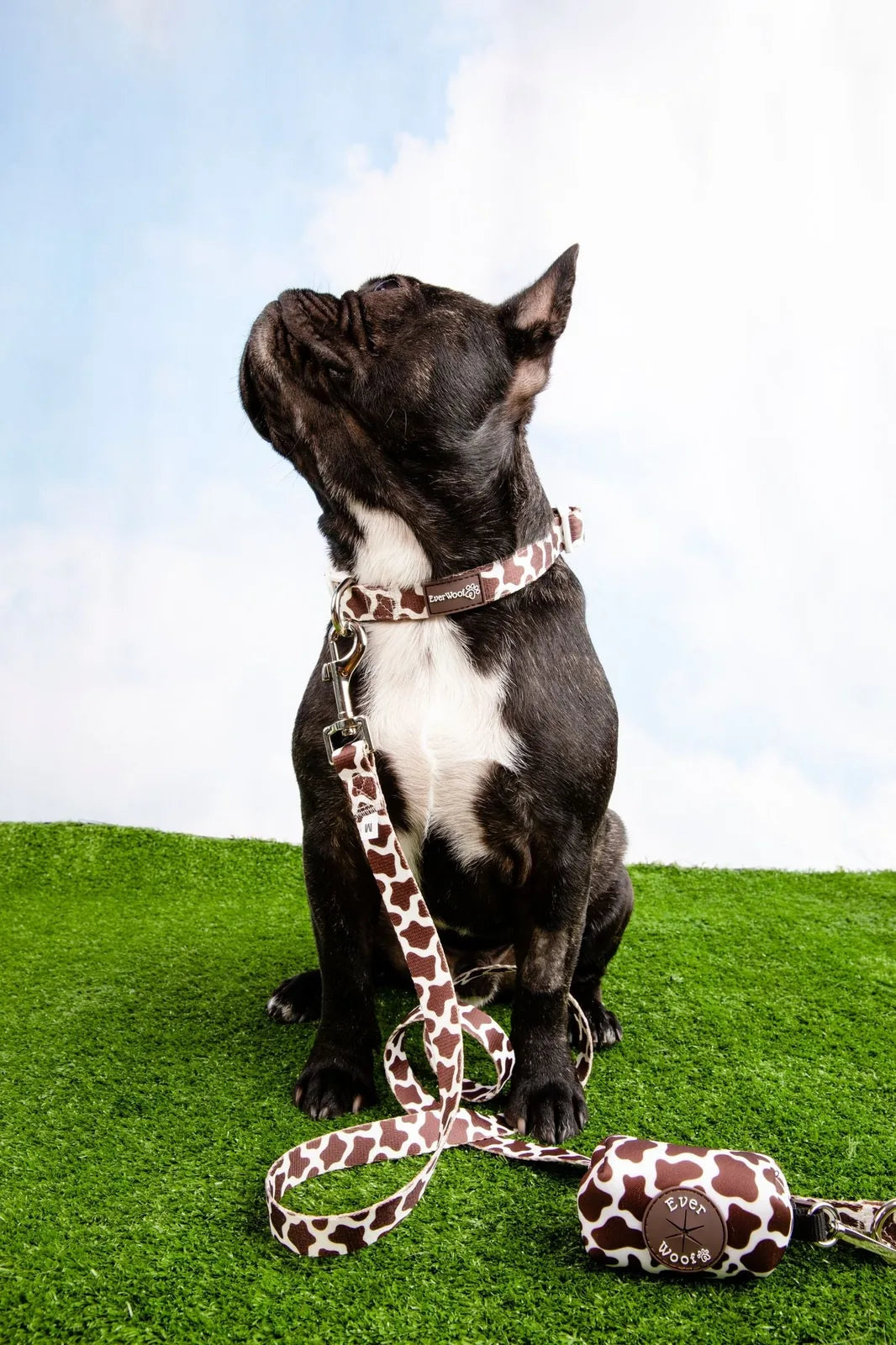 Adjustable chocolate cow pattern collar on a black dog, set against a grassy background.