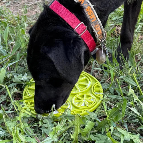 Black dog enjoying a lime green citrus design lick mat on grass, using it to savor soft treats.