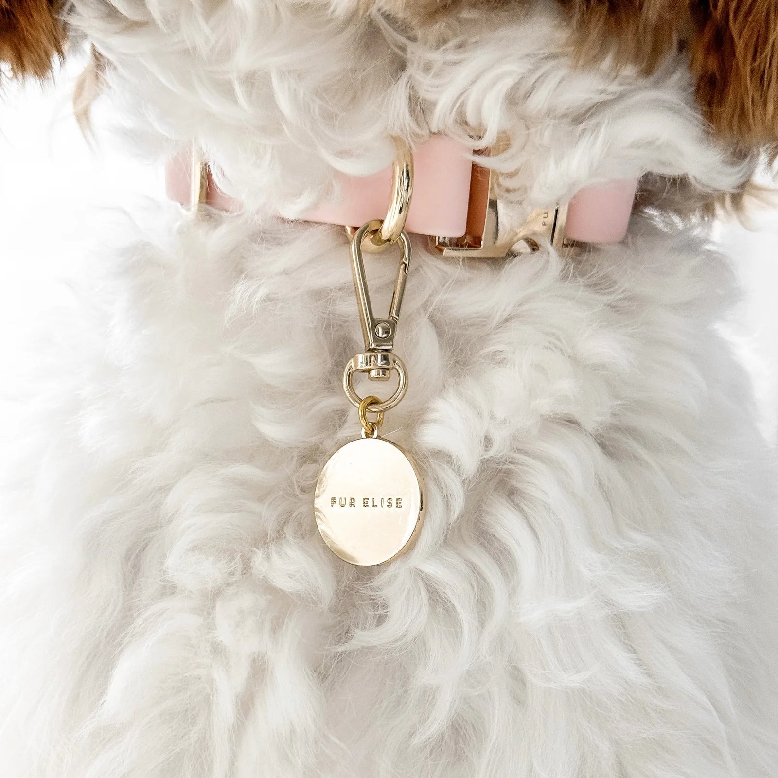 Classic gold charm featuring "PUR ELISE" text, attached to a pink collar on a fluffy dog.