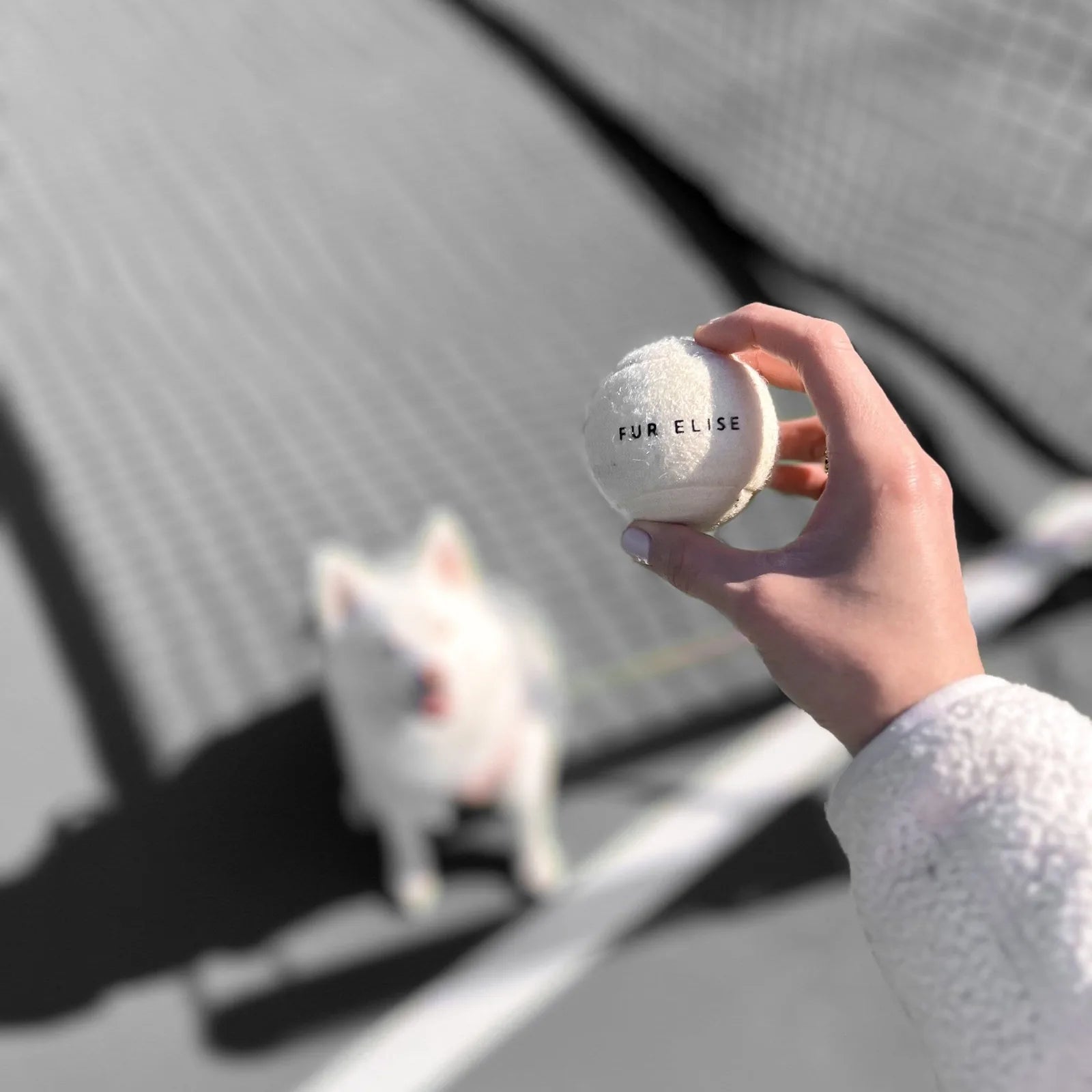 Classic tennis ball in hand, featuring soft bone-colored felt, ready for playful fetch with a dog in the background.