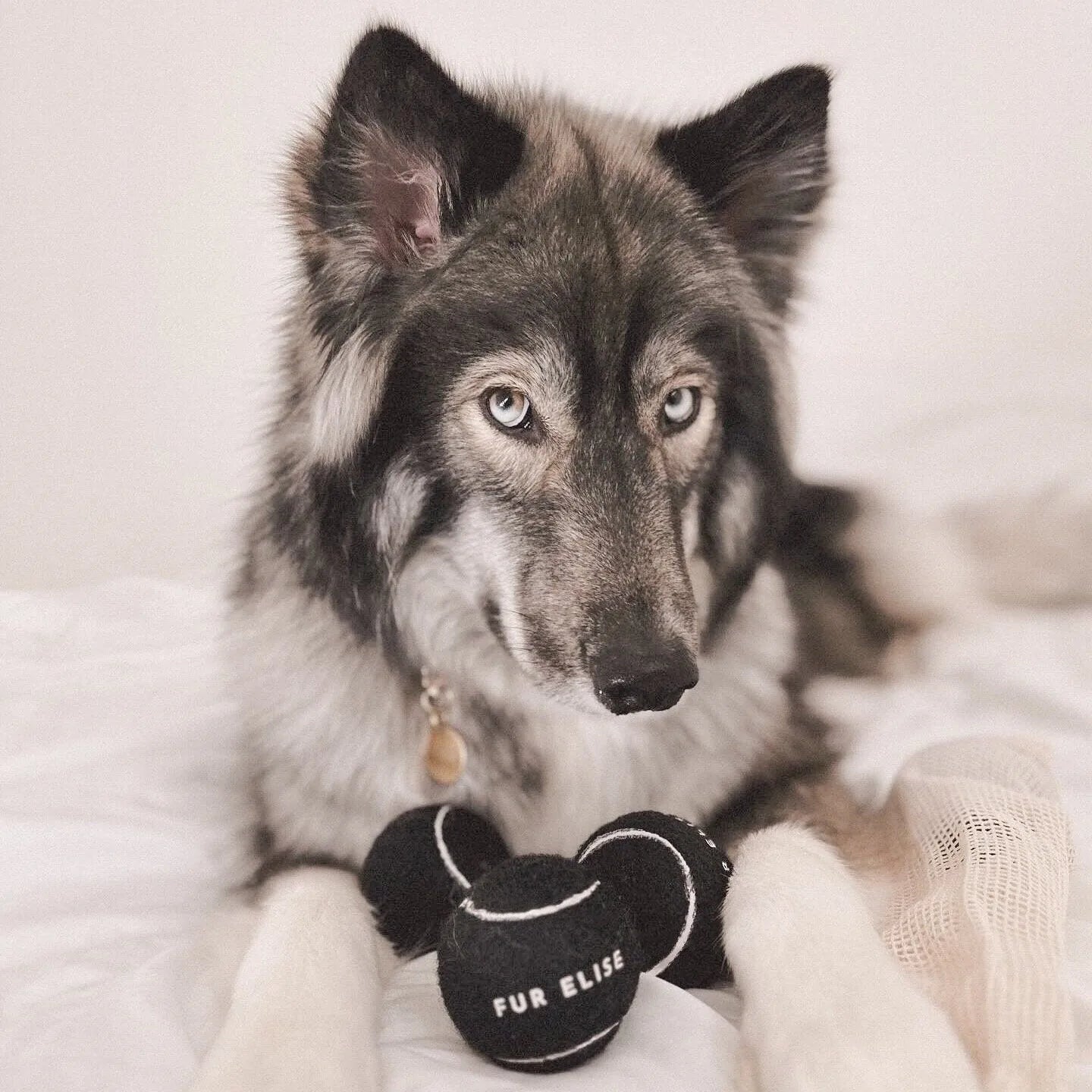 A gray and white dog lies on a bed with two black tennis balls featuring a white line design and text.