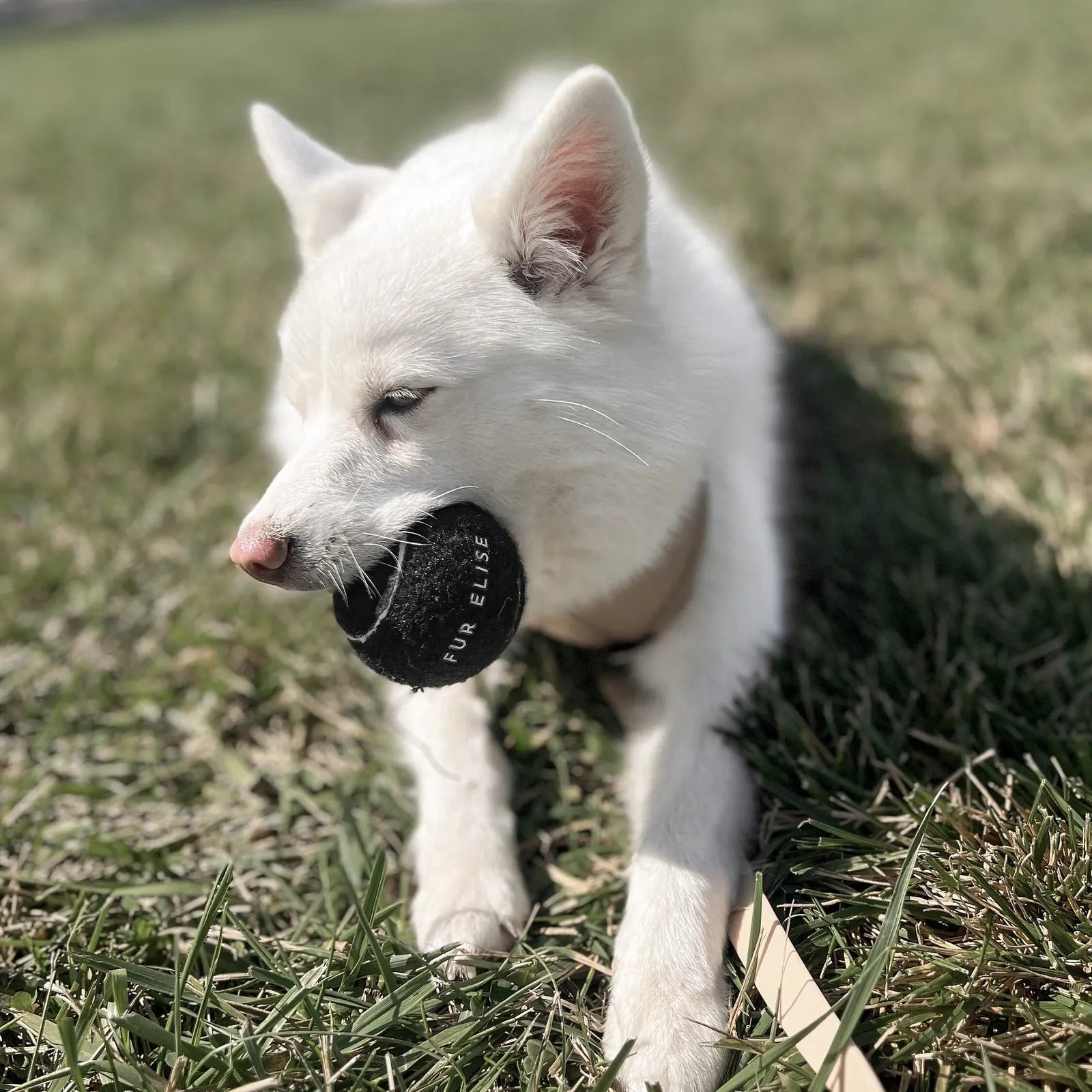 White dog holding a black Classic Tennis Ball - Noir in its mouth, sitting on green grass.