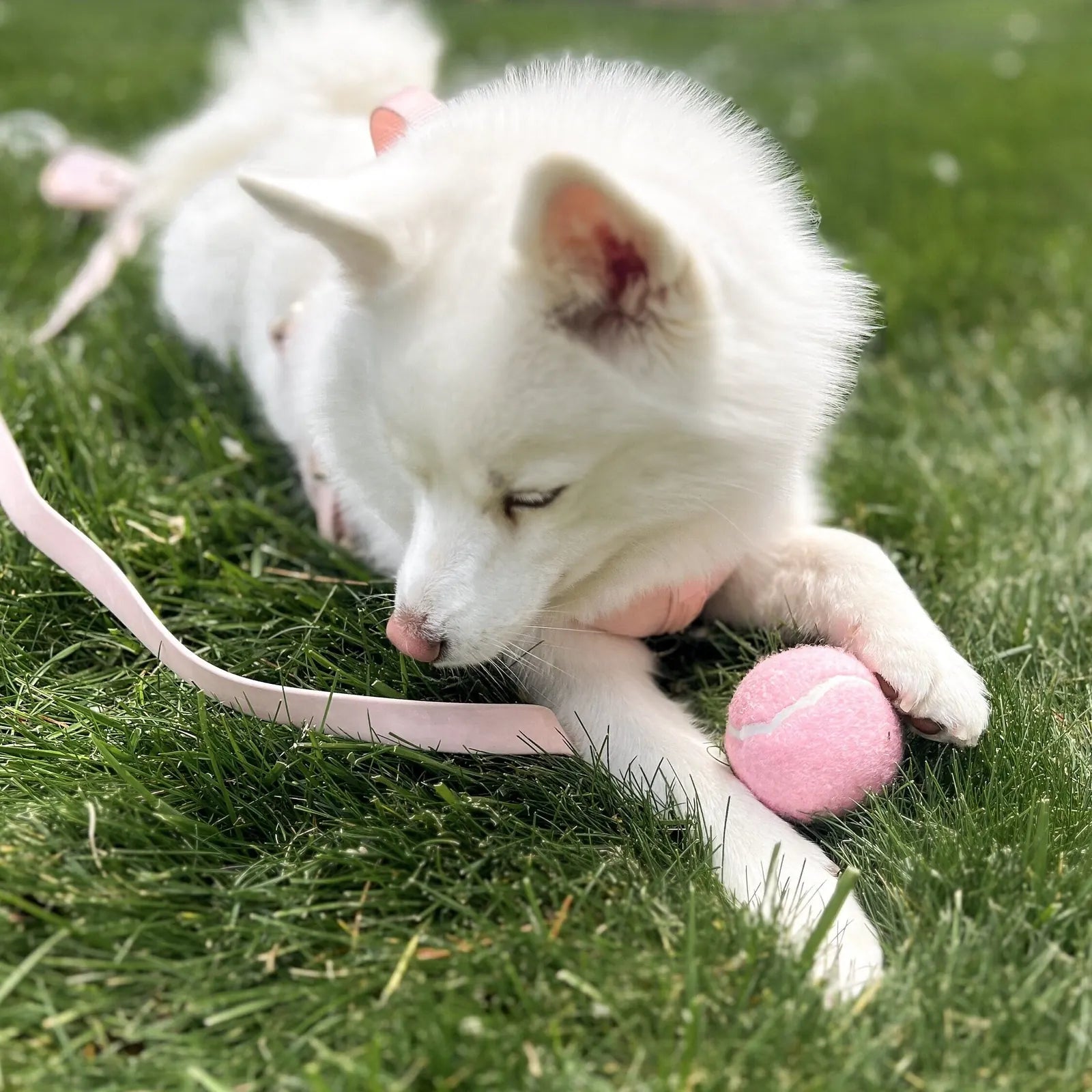 White dog resting on grass with a pink tennis ball nearby, perfect for playtime and fetch.
