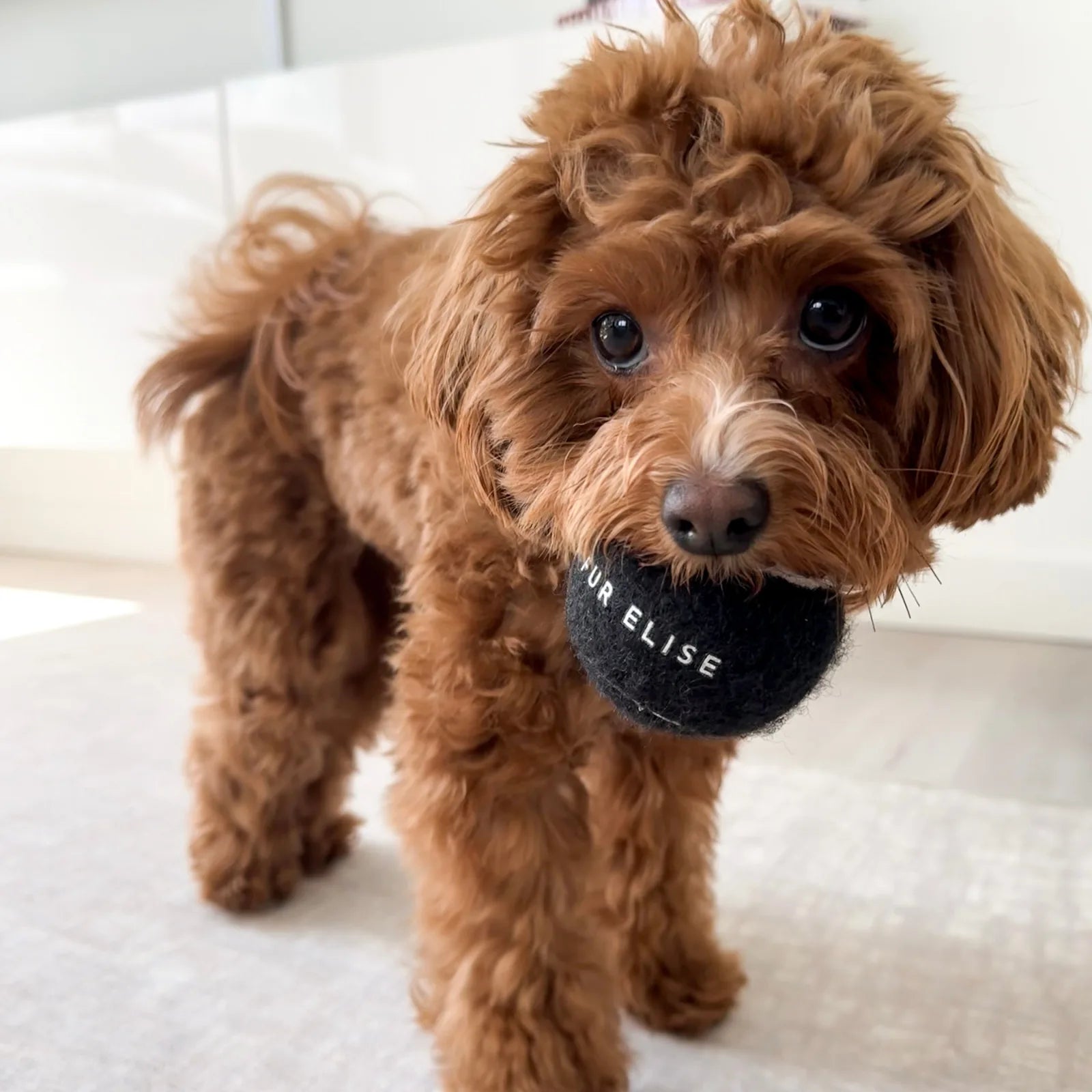 Brown dog holding a noir tennis ball with "YOUR ELISE" text, showcasing its fluffy fur and playful demeanor.