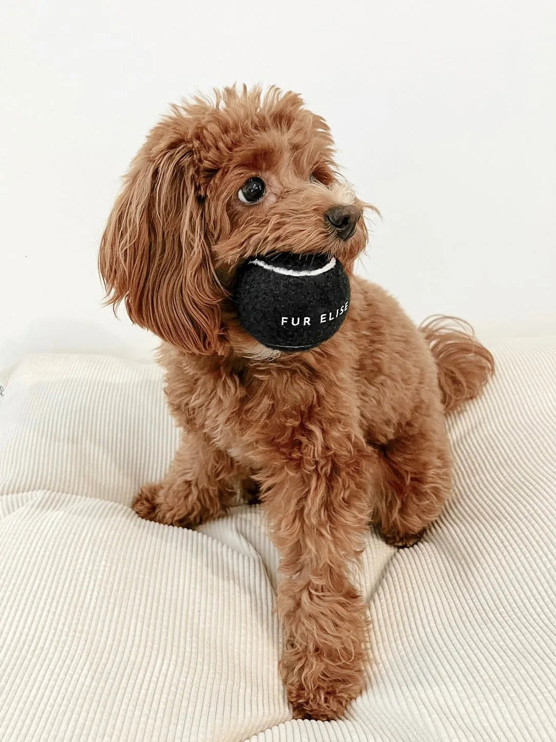 Brown dog holding a Noir tennis ball with "FUR ELISE" text, resting on soft, textured cushions.