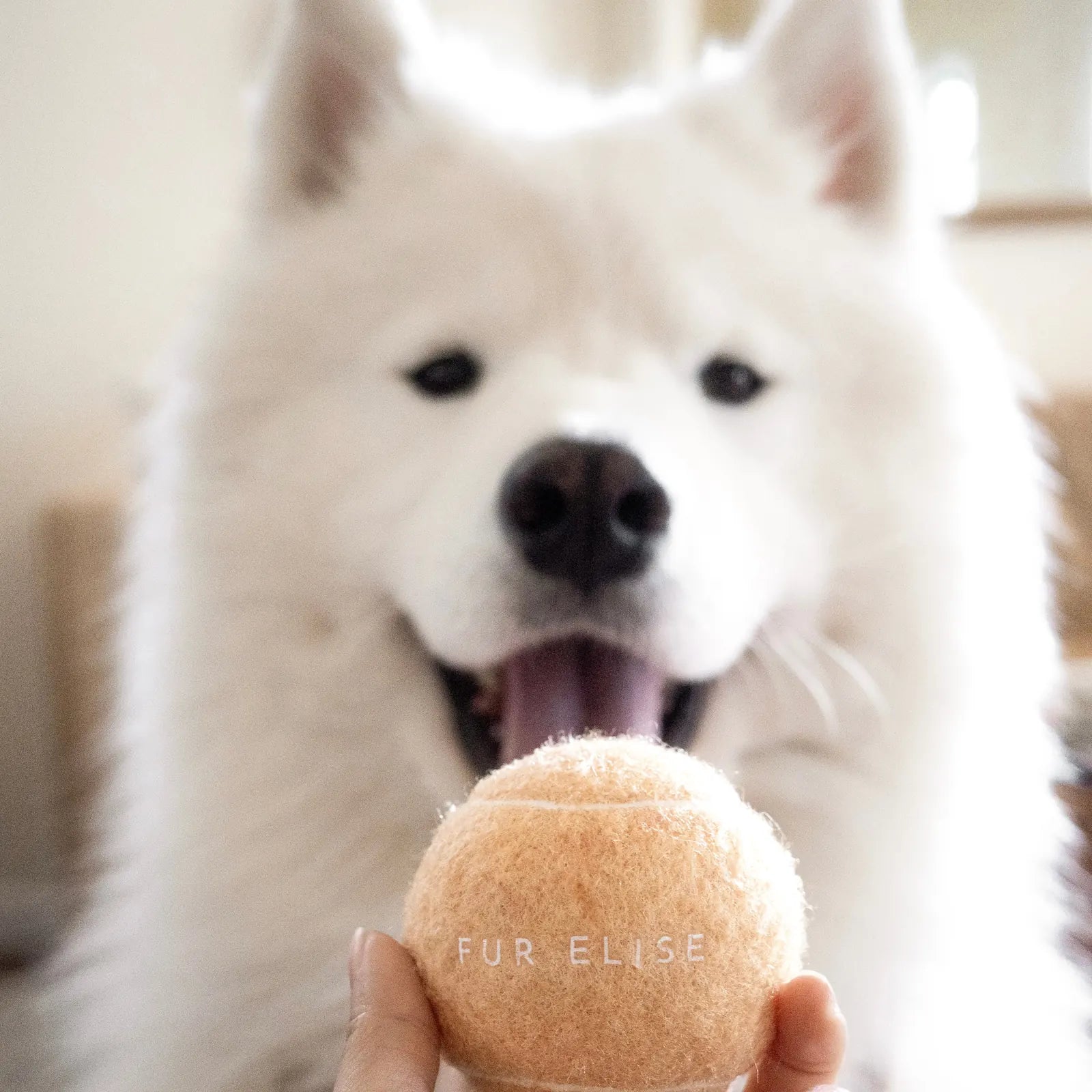 Soft sand-colored tennis ball held in hand, with a happy Samoyed dog in the background.