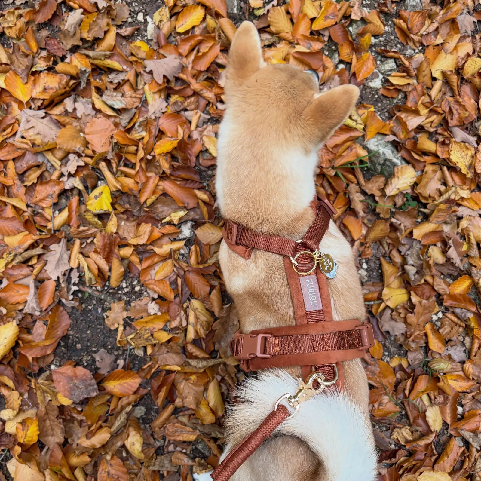 Clay velvet dog harness by FURLOU on a dog among colorful autumn leaves, showcasing its rich texture and elegant gold hard...
