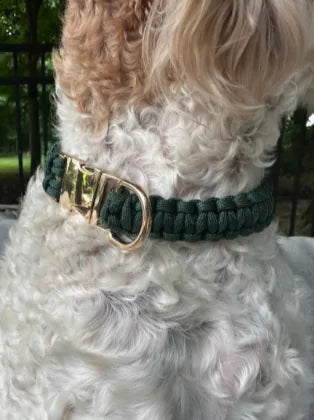 Handwoven emerald green collar on a dog, featuring a golden side release buckle and a braided design.