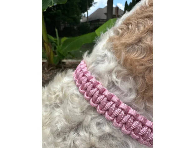 Handmade pink and white striped cobra braid dog collar on a fluffy dog, showcasing premium nylon paracord craftsmanship.