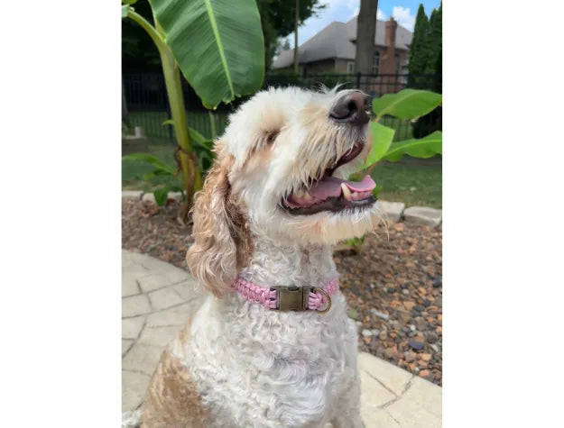 Handmade pink and white striped cobra braid collar on a smiling dog, set against a tropical background.