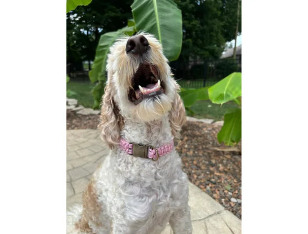 Dog wearing a handmade pink and white cobra braid collar, happily howling outdoors amidst green leaves.