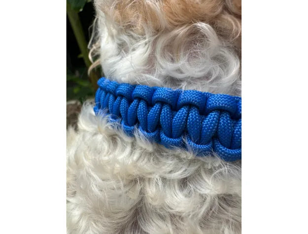 Vibrant blue handmade Cobra Braid dog collar made from durable nylon paracord, seen on a curly-haired dog.