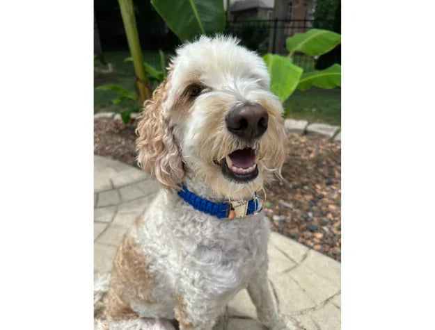 Happy dog wearing a bright blue handmade braided collar outdoors, showcasing its friendly expression and soft fur.