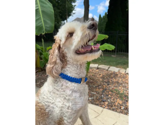 Handmade Cobra Braid dog collar in vibrant blue, worn by a cheerful, fluffy dog against a lush outdoor backdrop.