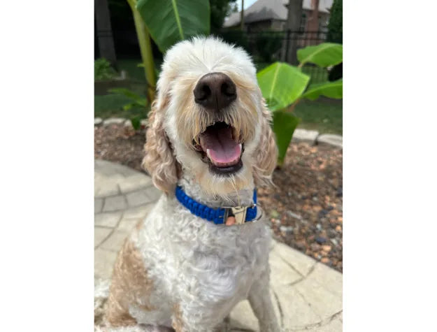 Handsome dog wearing a blue handmade braided collar, smiling outdoors with green plants in the background.