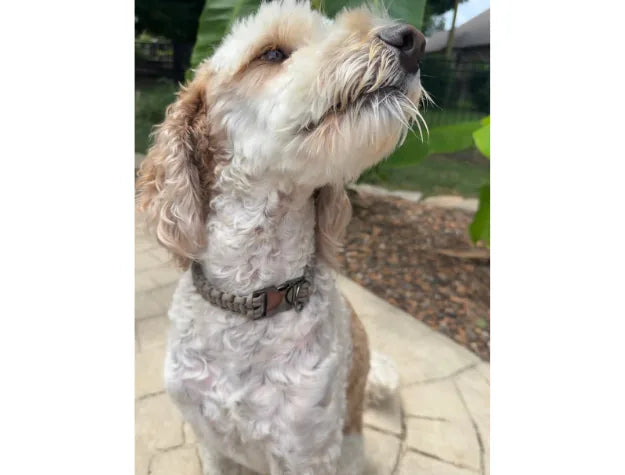 Tan handmade Cobra Braid collar on a fluffy dog, showcasing its unique braided design and adjustable buckle.