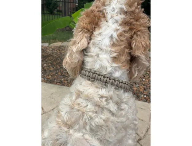 Braided tan Cobra Braid dog collar made of durable paracord, worn by a fluffy dog outdoors.