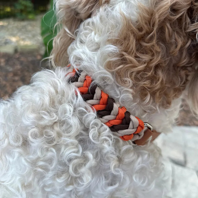 Hand-braided dog collar in burnt orange, walnut brown, and light tan on a curly-haired dog.