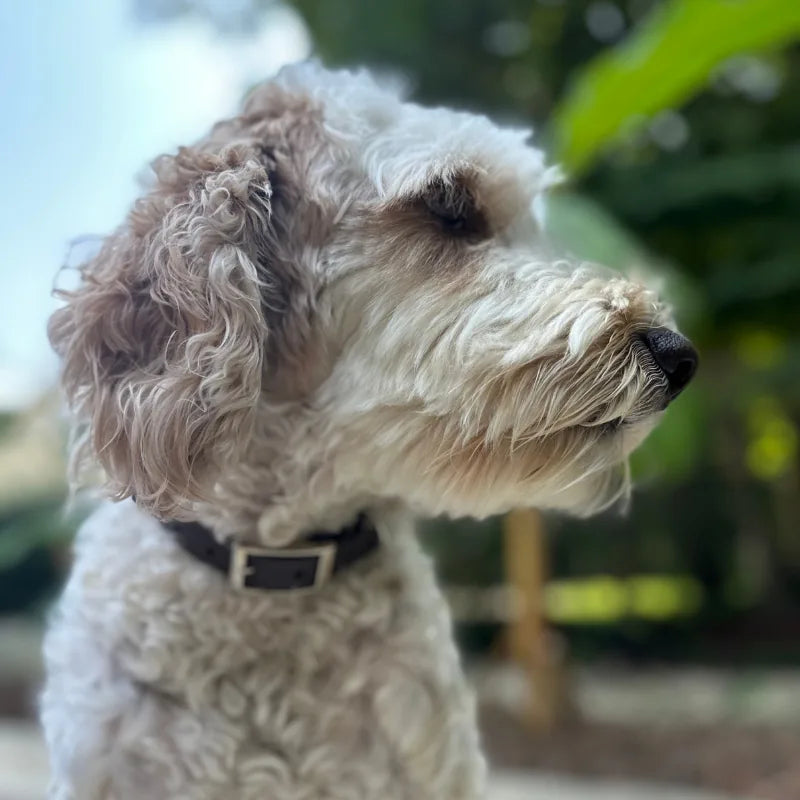 Profile of a fluffy dog wearing a dark brown collar, showcasing soft, wavy fur with light tan and white colors.