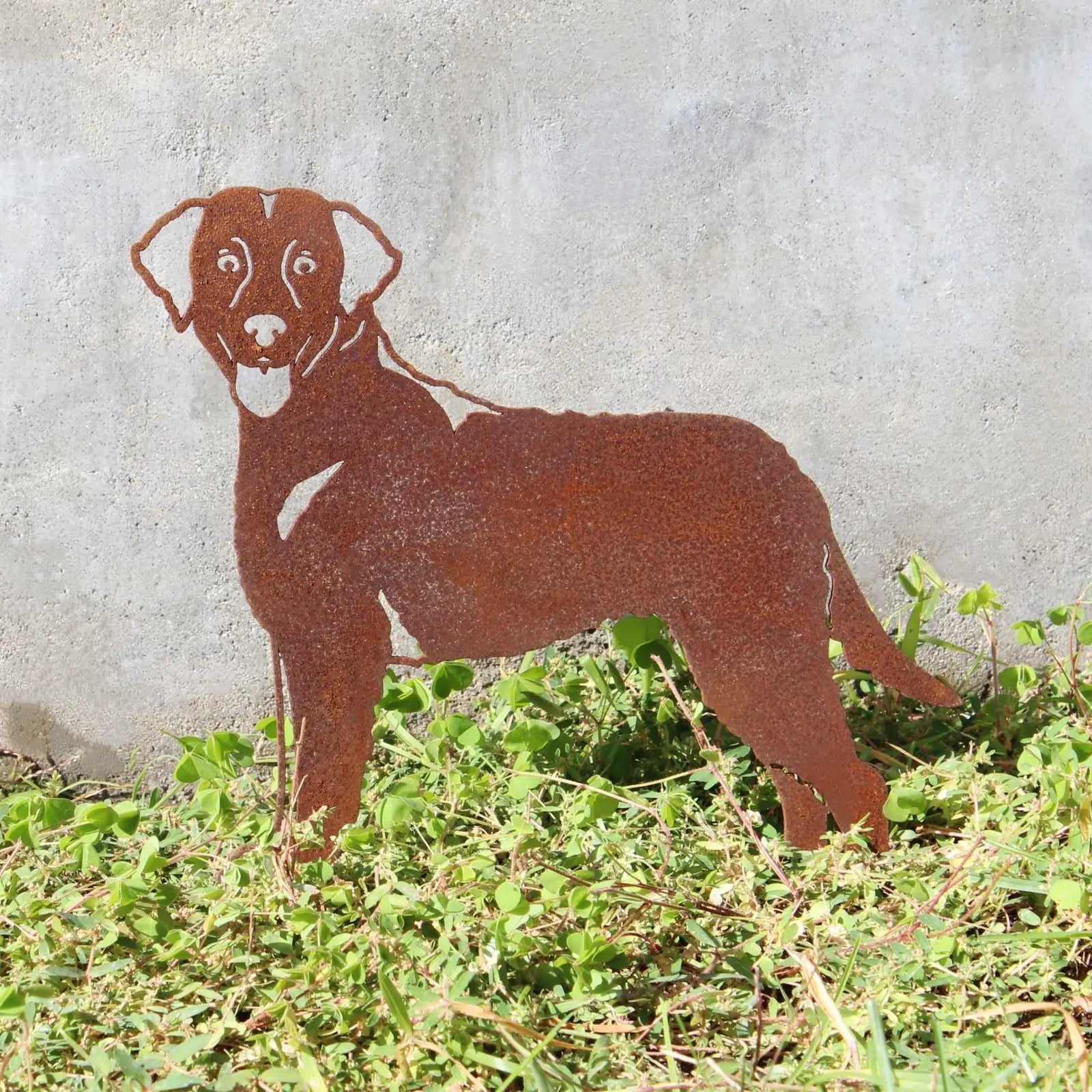 Curly Coated Retriever metal silhouette in rustic Corten steel, set amidst green grass and a concrete background.