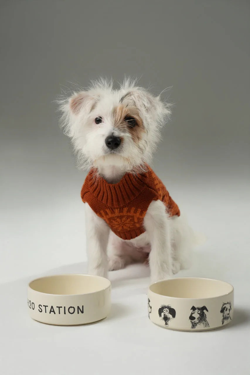 Playful pet dog in an orange sweater sits near two DERPY BOWLS, one featuring quirky dog illustrations and the other label...