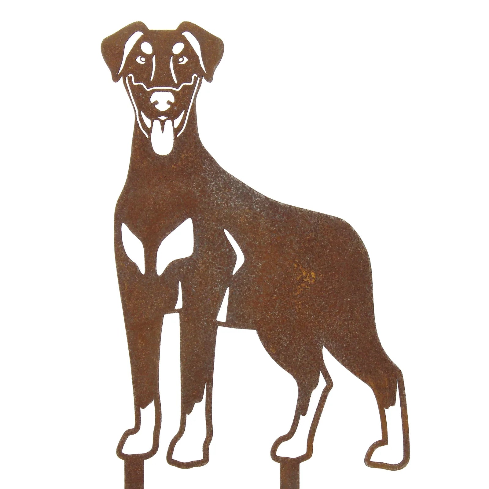 Rust-colored metal silhouette of a Doberman Pinscher with natural ears, perfect for outdoor decor and showcasing love for...