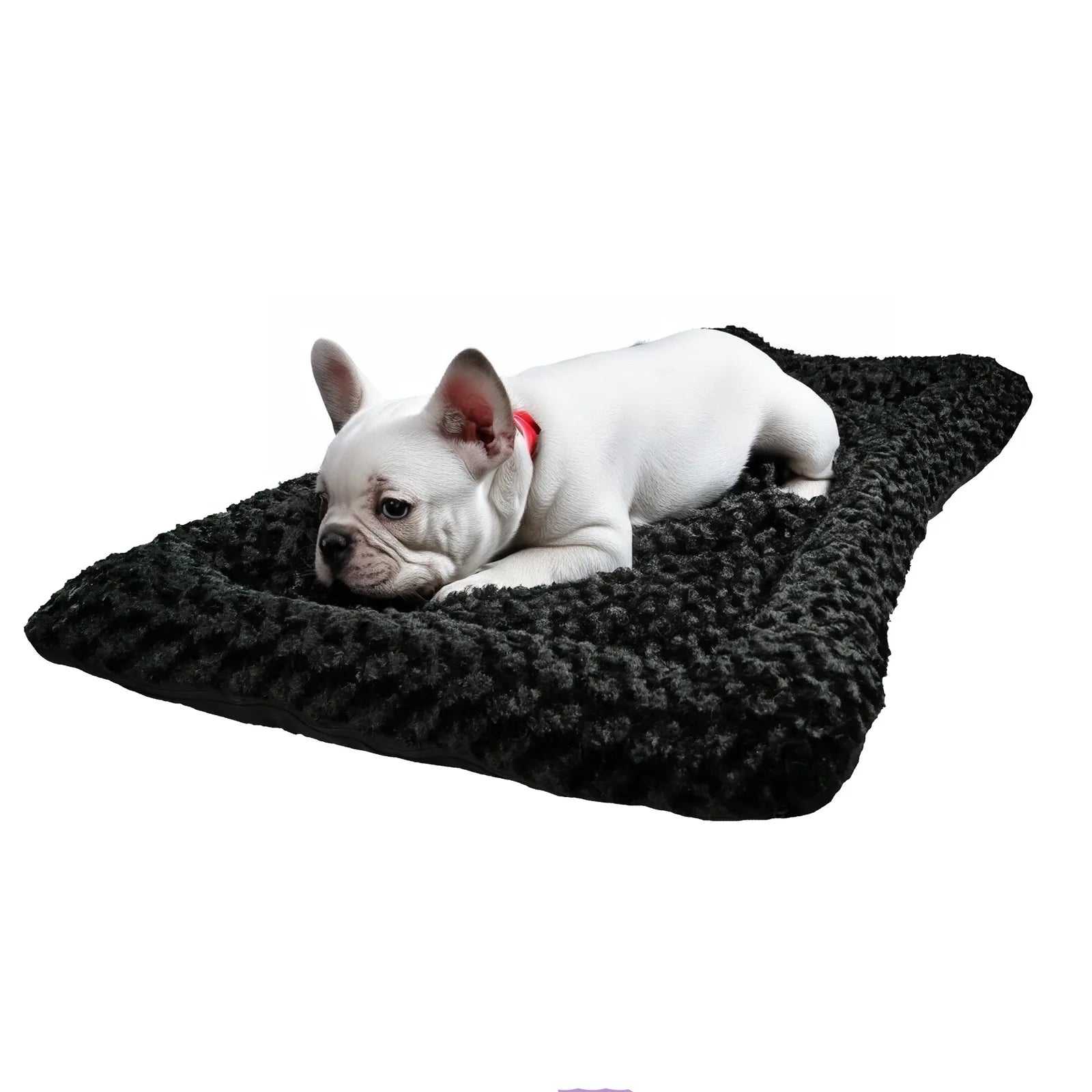 White French Bulldog resting on a soft, black Minky Rose Fleece dog bed with bolstered edges, showcasing comfort and style.