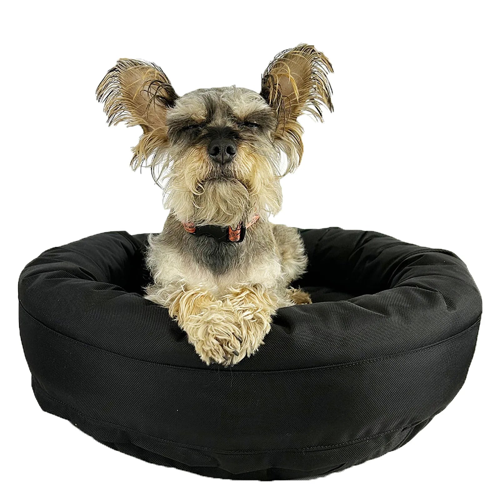 Cozy small dog resting in a black round bolstered bed, showcasing durable nylon fabric and a comfortable design.