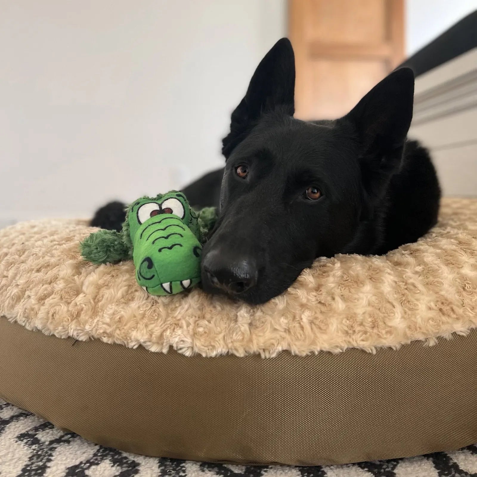 Cozy black dog resting on a round Furvana dog bed with a soft fleece top, sharing space with a green plush toy.